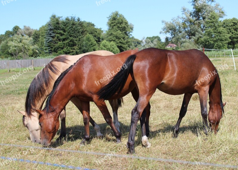 Horse Pony Foal Brown Dun