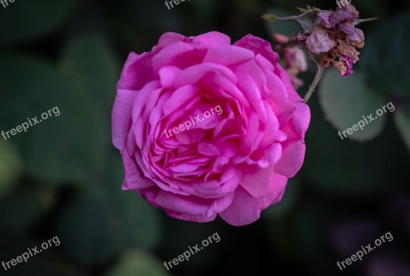 Rose Romantic Violet Purple Blossom