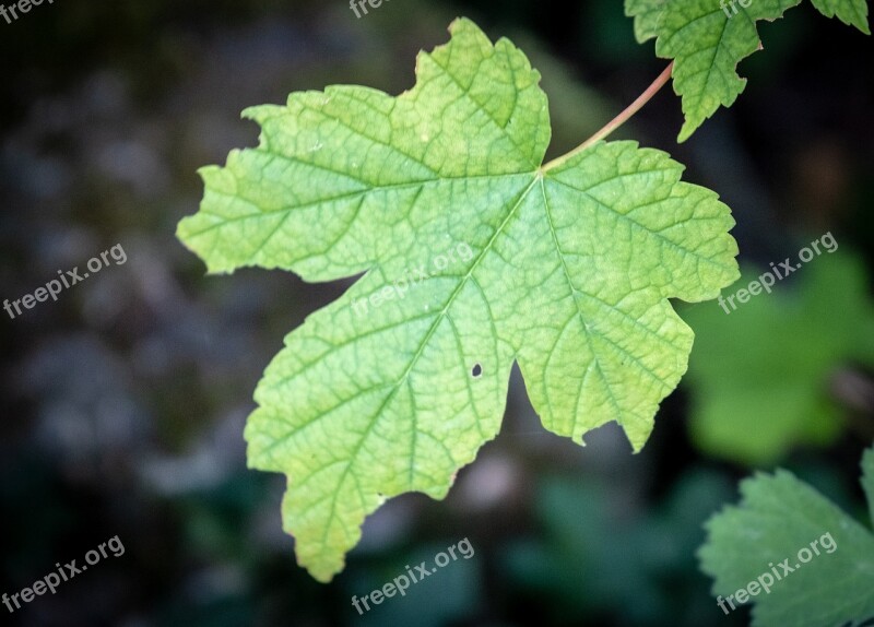 Leaf Maple Oak Leaf Maple Leaf Green