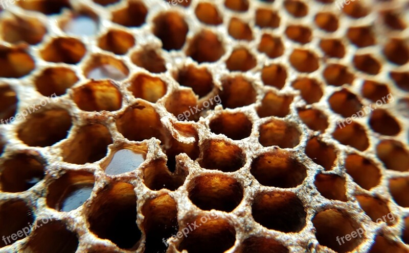 Honeycomb Honey Design Pattern Texture