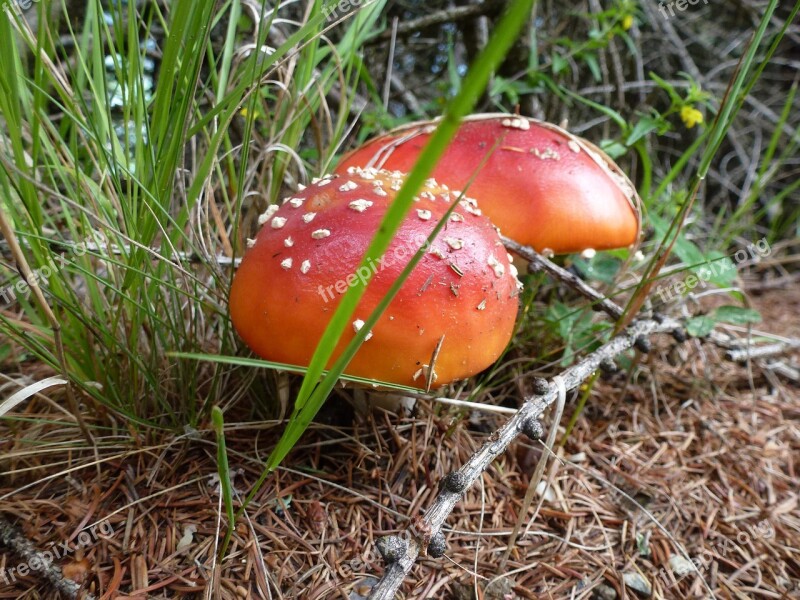 Mushroom Fly Agaric Nature Grass Toxic