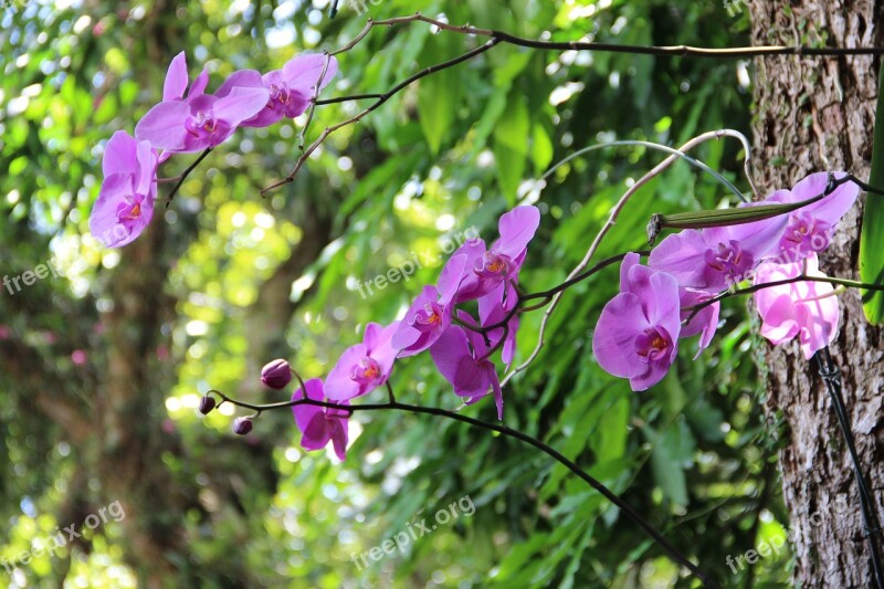 Flower Forest Nature Green Plants