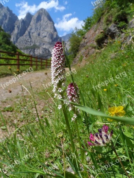 Mountain Flower Orchid Prado Free Photos