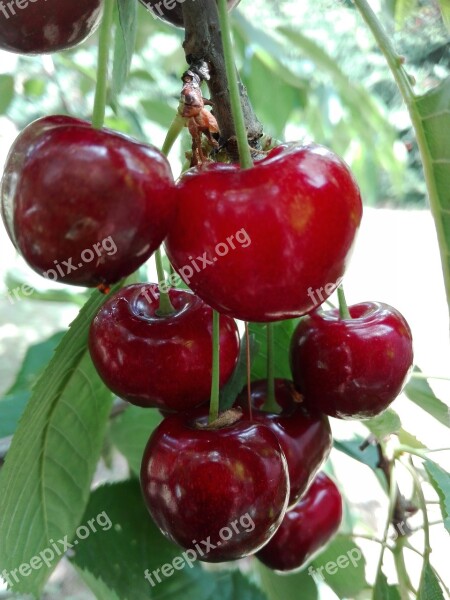 Cherries Fruit Red Vitamins Sprig