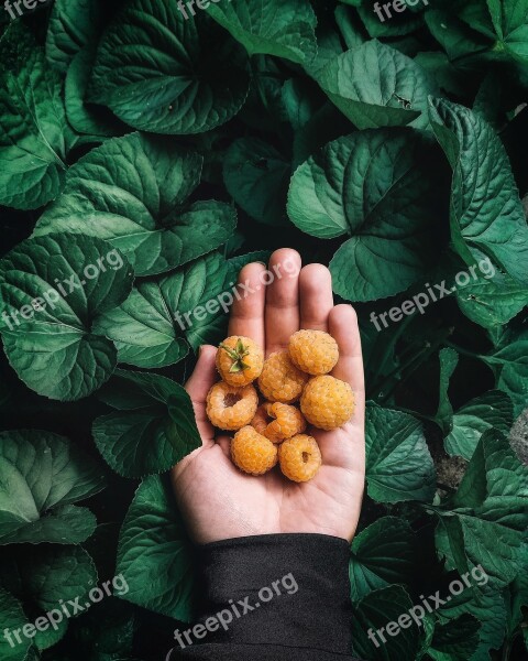 Summer Green Raspberry Hand Free Photos