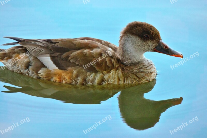 Duck Water Bird Duck Bird Poultry Nature