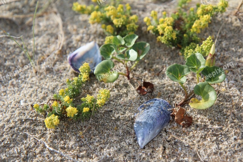 Field Bindweed Sand Dune Brittany Beach