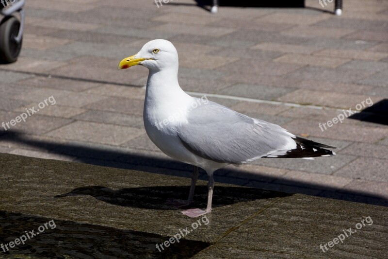 Sylt Westerland Island Seagull Bird