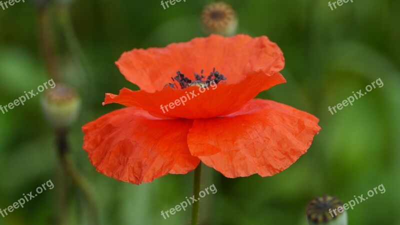 Poppy Plants Nature Leaf Summer