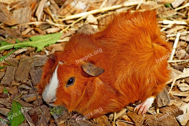 Sea ​​pig Animal Guinea Pig Rodent Red