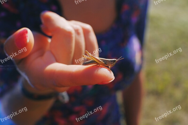 Grasshopper Closeup Close Macro Nature