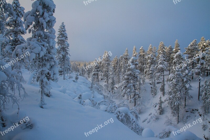 Trees Lapland Inari Finland Cold