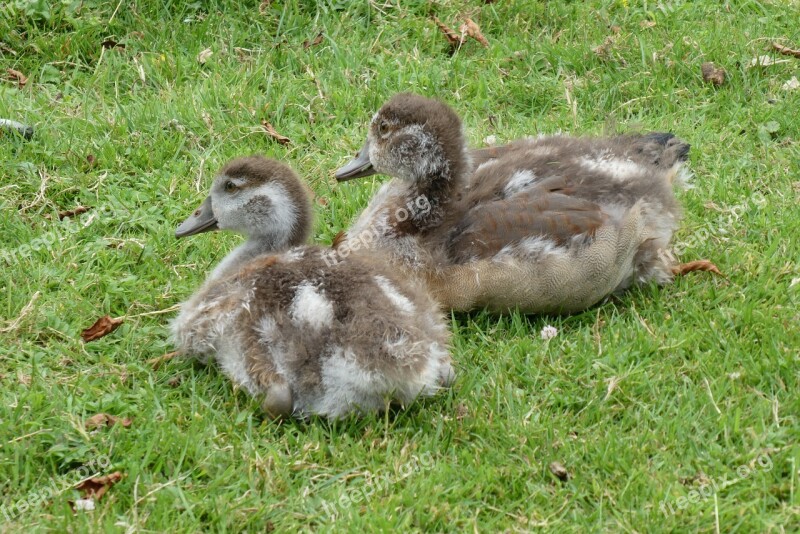 Young Egyptian Birds Egyptian Spring Down Feathers