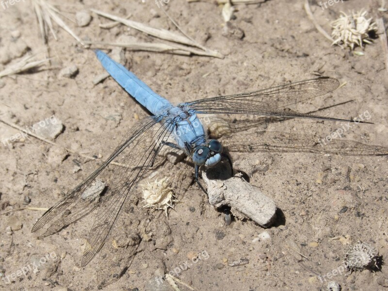 Dragonfly Orthetrum Brunneum Blue Dragonfly Parot Pruïnos Detail