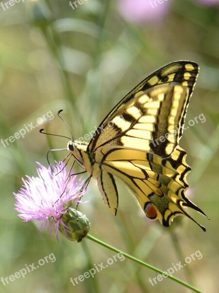 Machaon Butterfly Queen Papilio Machaon Detail Flower