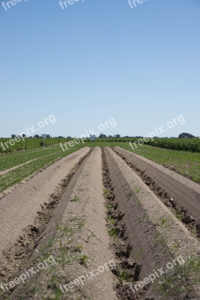 Country Field Cultivation Food Vegetable