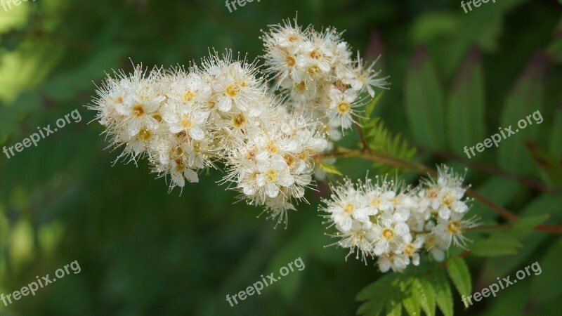 Angervo Ornamental Shrub Garden White Flowers Free Photos