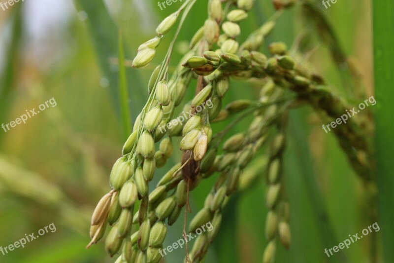 Stalk Rice Grain Free Photos