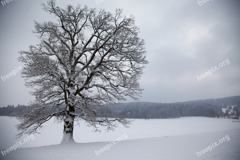 Tree Snow Winter Land Landscape