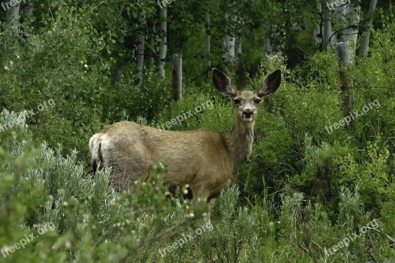 Mule Deer Female Doe Colorado