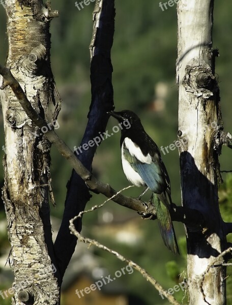 Magpie Bird Colorado Morning Sunshine