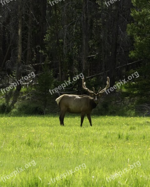 Elk Bull Velvet Rocky Mountain