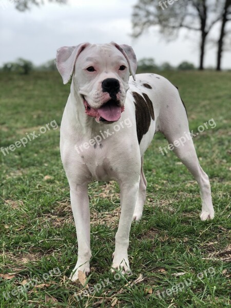 North Zulch Tx Boxer Dog Puppy Stance