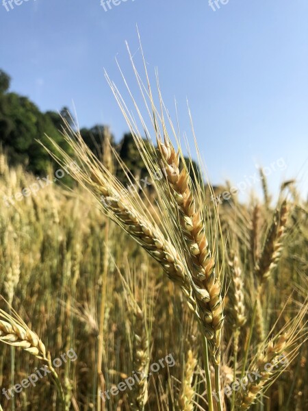 Ear Wheat Grain Harvest Cornfield