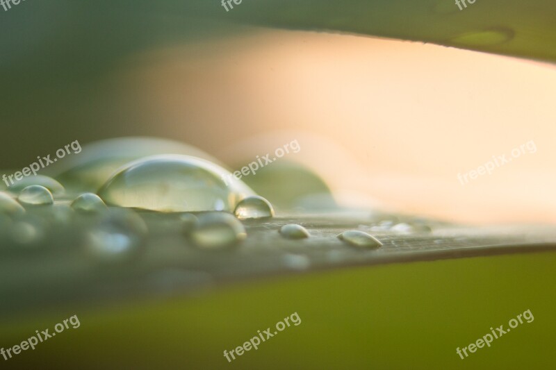 Raindrops Leaf Rain Raindrop Nature