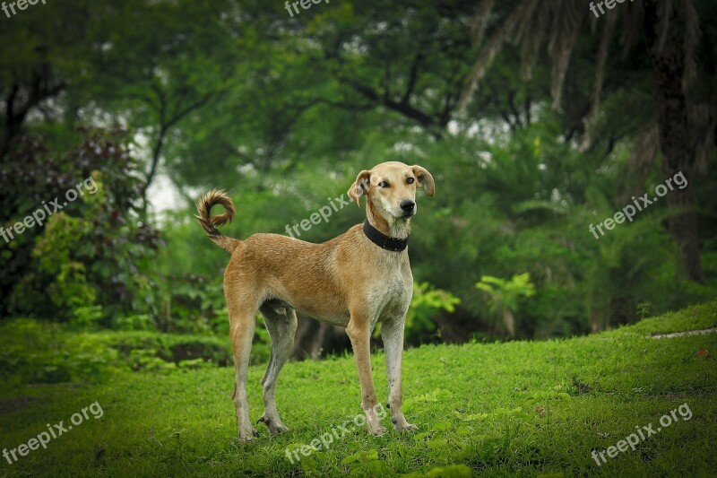 Indian Dog Nature Tree Beautifull Dog