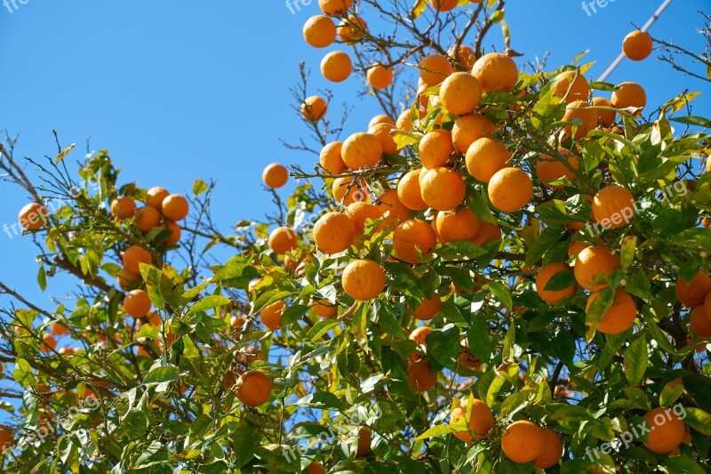 Tangerine Fruit Delicious Orange Food