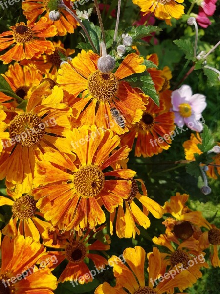 Blanket Gaillardia Summer Sun Bright