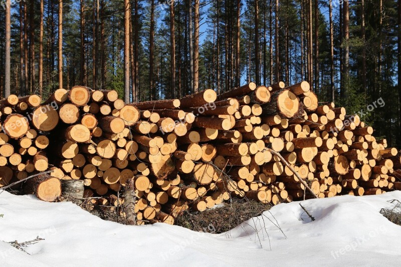 Forest The Forest Industry Pine Lumber Log