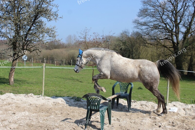 Arabian Horse Horse Pastures Nature White