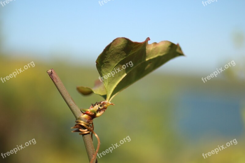 Ant Leaves Nature Natural Plant