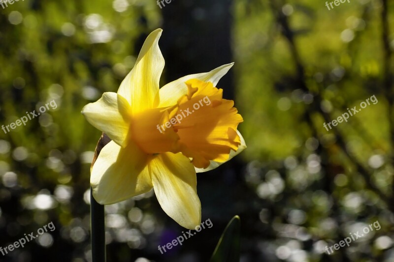 Flower Daffodil Narcissus Spring Easter