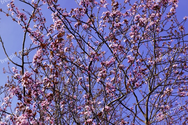 Cherry Blossom Cherry Blossom Tree Tree Close Up Blossom