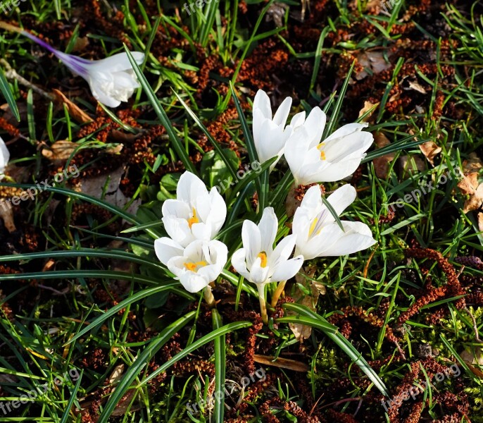 Crocus White Garden Spring Bloom