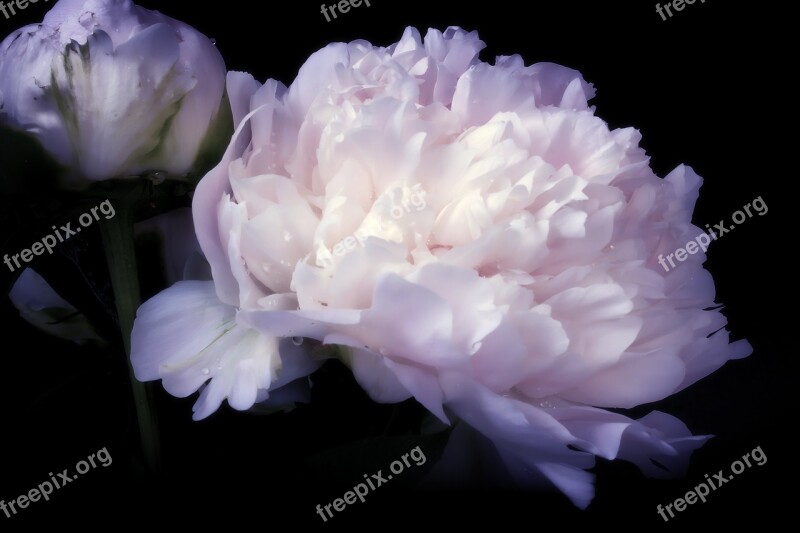 Peony Pentecost Rosengewächs Flowers Nature Spring