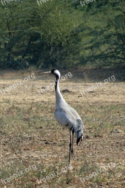 Common Crane Grus Grus Eurasian Crane Bird Gruidae