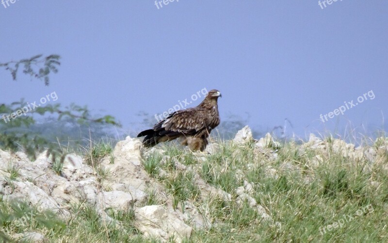 Bird Eastern Imperial Eagle Aquila Heliaca Bird Of Prey Raptor