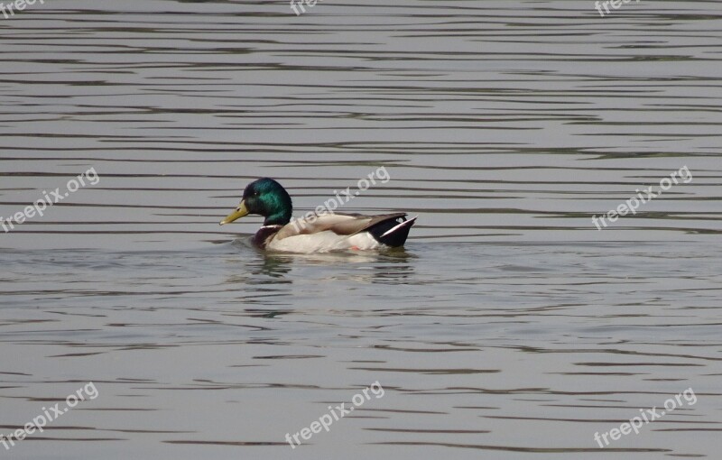 Bird Duck Mallard Anas Platyrhynchos Dabbling Duck