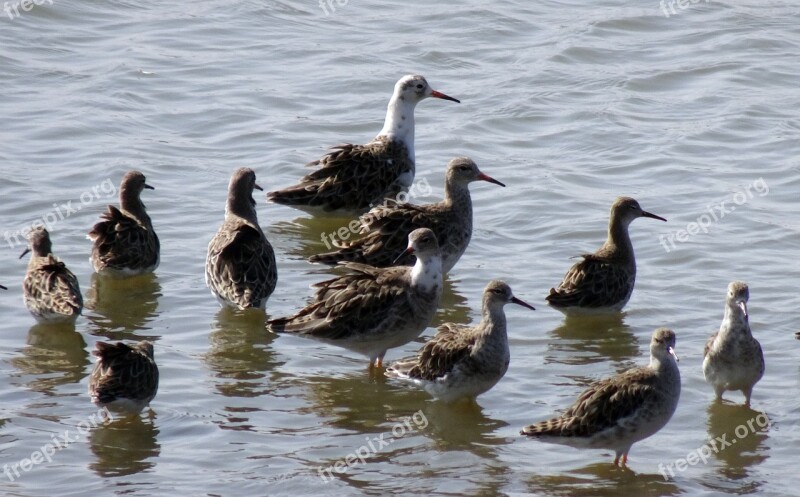 Bird Ruff Calidris Pugnax Colony Gregarious