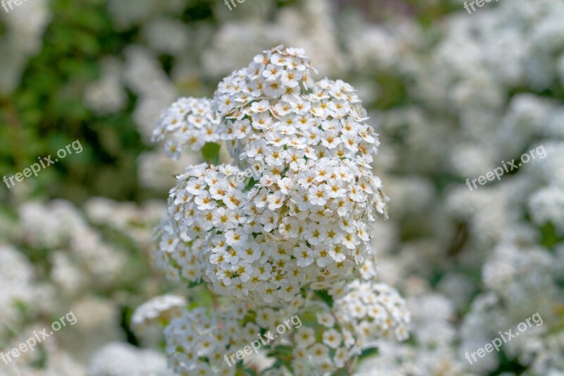 Rispenspiere Bush Nature Blossom Bloom