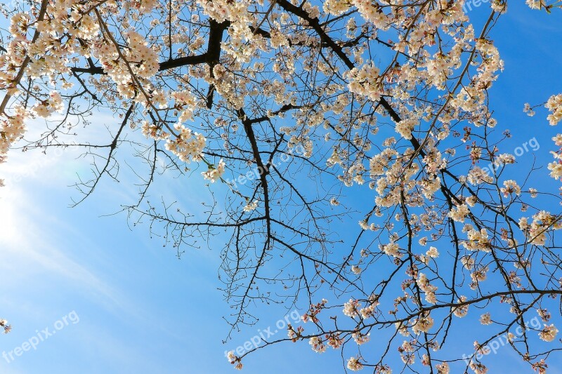 Cherry Blossoms Flowers Cherry Tree Japan Cherry Tree Natural