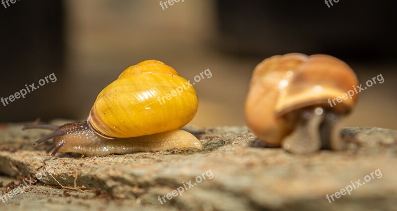 Snails Shell Mollusk Spiral Slimy