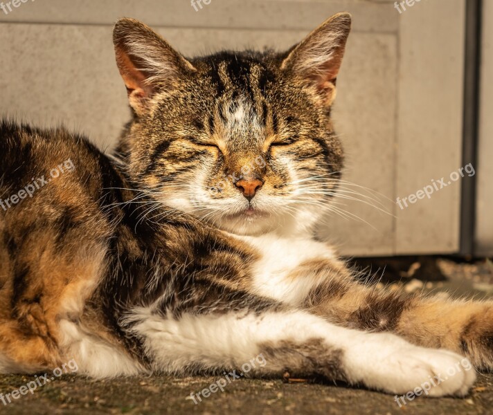 Cat Pet Rest Relaxed Portrait