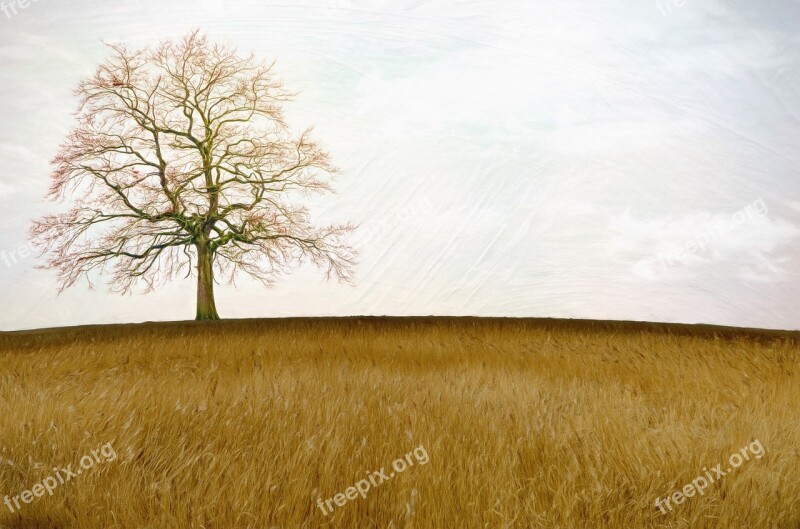 Field Meadow Tree Nature Sky