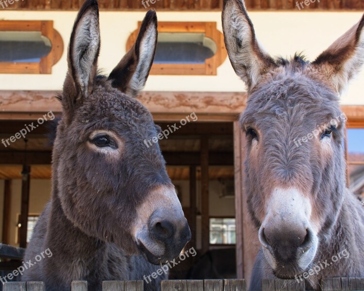 Donkey Head Ears Beast Of Burden Livestock