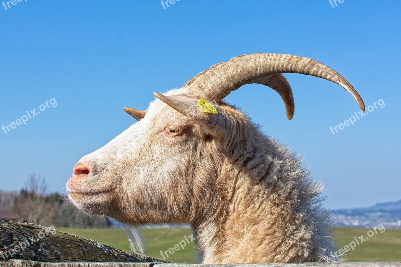 Goat Bock Billy Goat Horns Horned